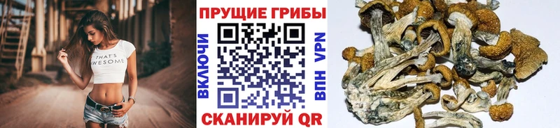 цена наркотик  Можга  Псилоцибиновые грибы прущие грибы 